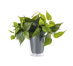 Svít. PLANT